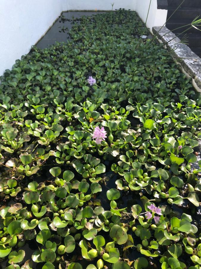 Solar Nossa Senhora Da Conceicao Villa Capelas Eksteriør billede